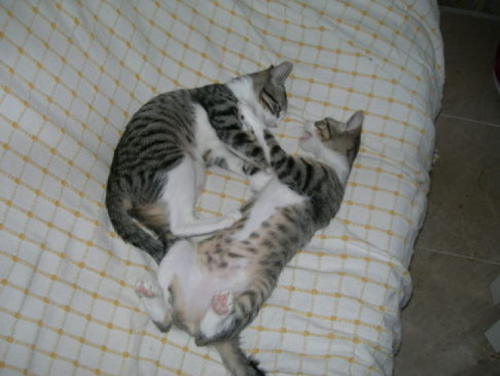 Picture of a cat / kitten / feline