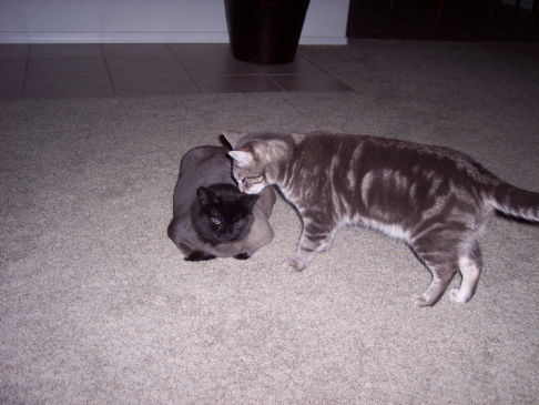 Picture of a cat / kitten / feline