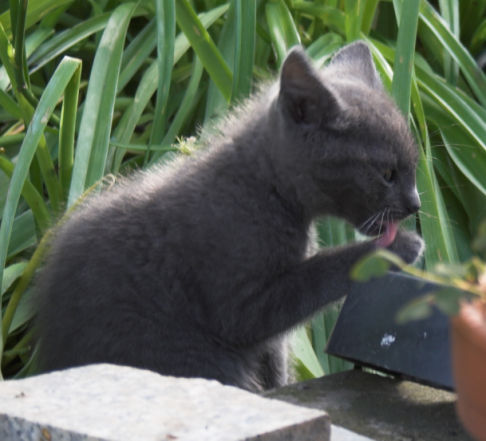 Picture of a cat / kitten / feline