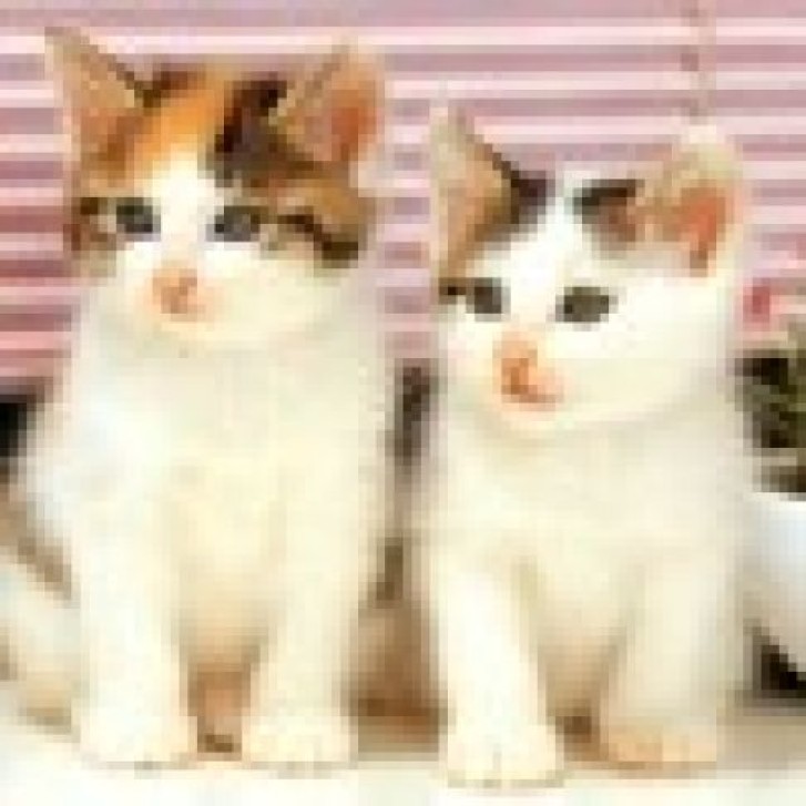 Picture of a cat / kitten / feline