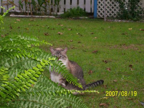 Picture of a cat / kitten / feline