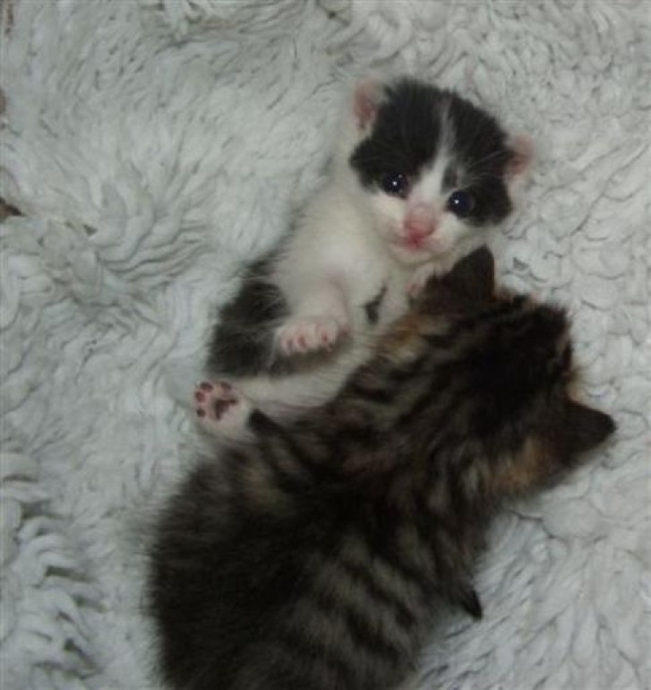 Picture of a cat / kitten / feline