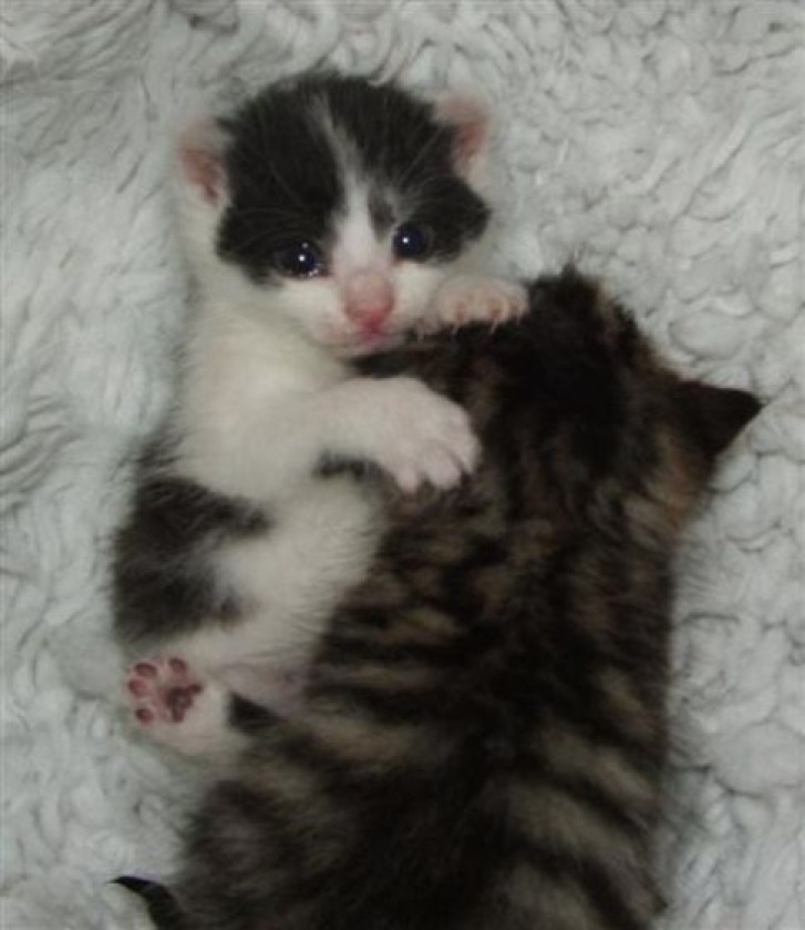 Picture of a cat / kitten / feline