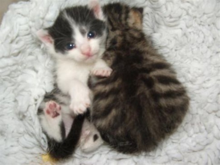 Picture of a cat / kitten / feline