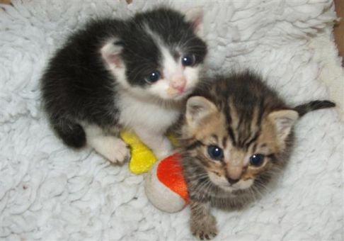 Picture of a cat / kitten / feline