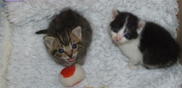 Picture of a cat / kitten / feline