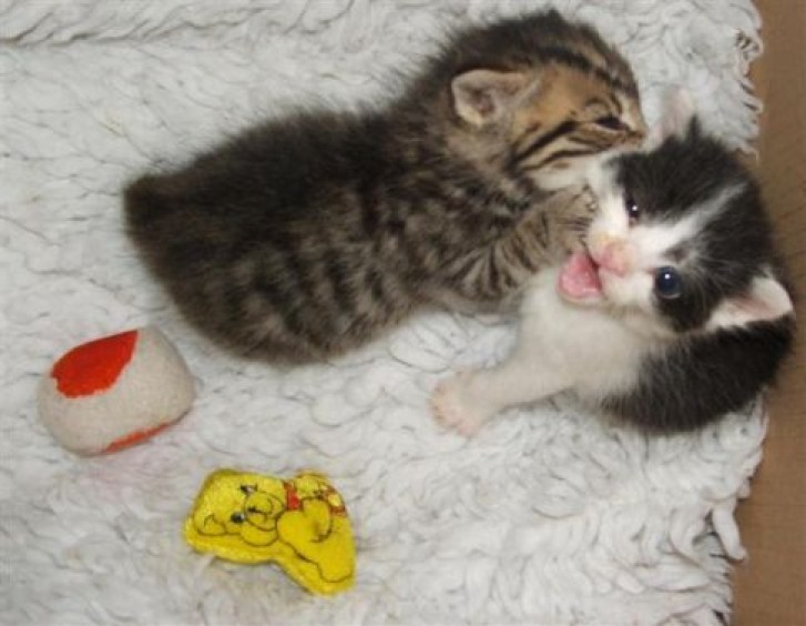 Picture of a cat / kitten / feline