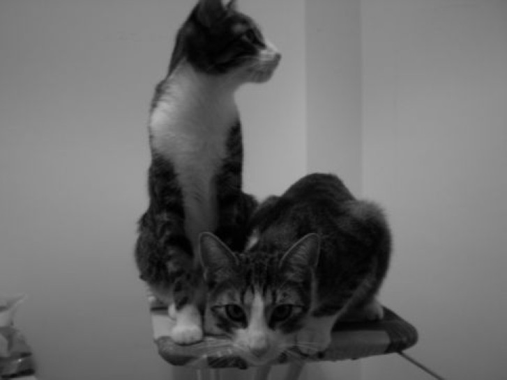 Picture of a cat / kitten / feline