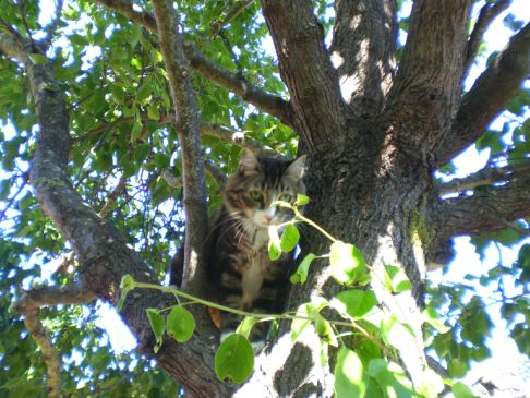 Picture of a cat / kitten / feline