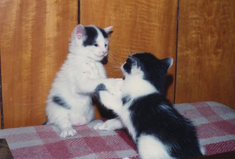 Picture of a cat / kitten / feline