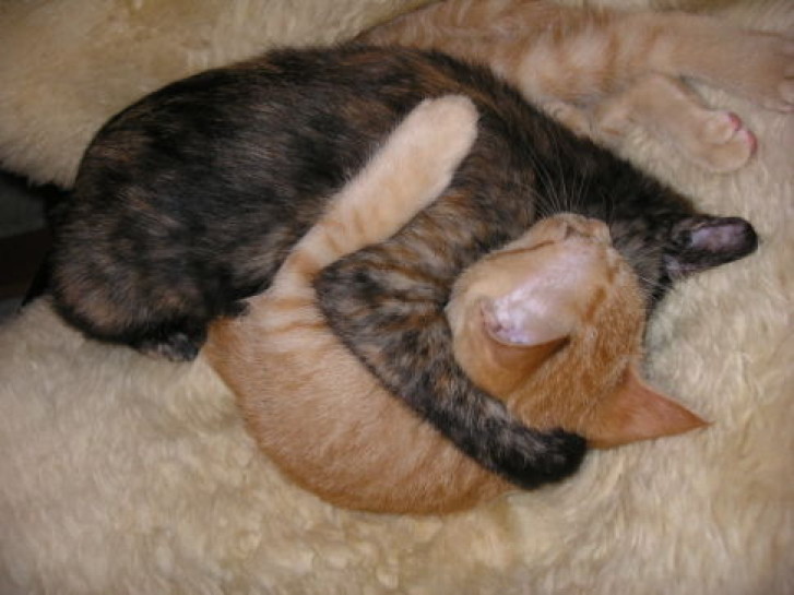 Picture of a cat / kitten / feline