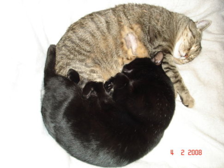 Picture of a cat / kitten / feline