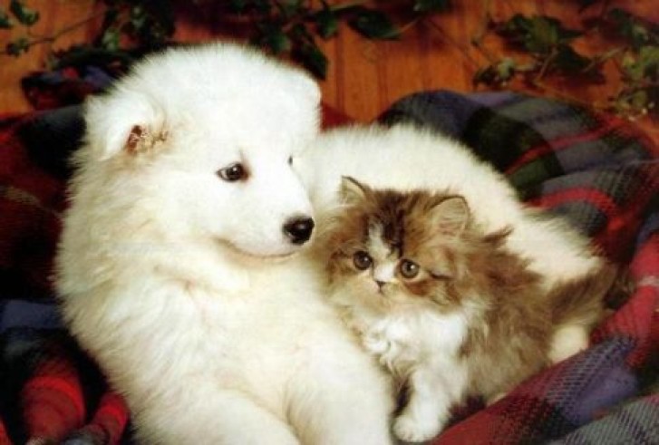 Picture of a cat / kitten / feline