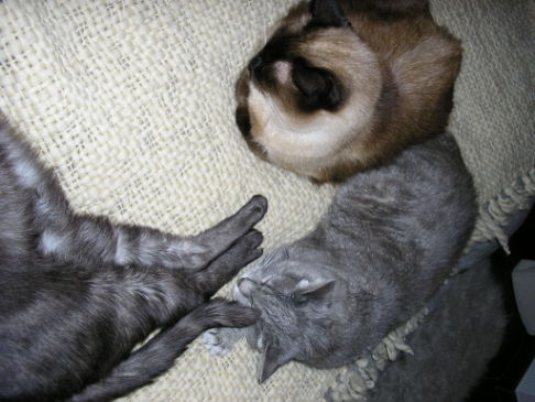 Picture of a cat / kitten / feline