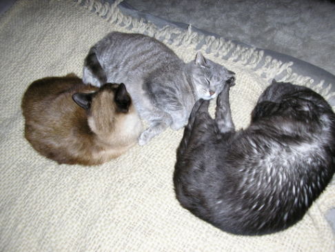 Picture of a cat / kitten / feline