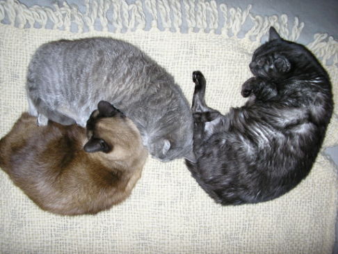 Picture of a cat / kitten / feline