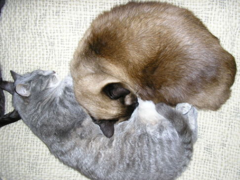 Picture of a cat / kitten / feline