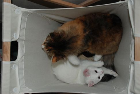 Picture of a cat / kitten / feline