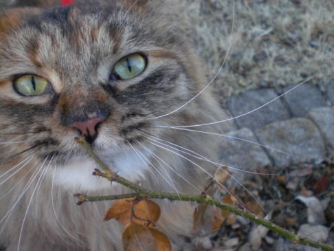 Picture of a cat / kitten / feline