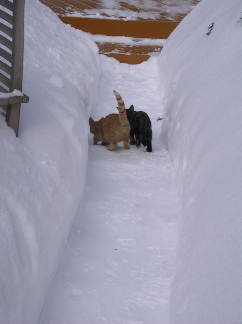 Picture of a cat / kitten / feline