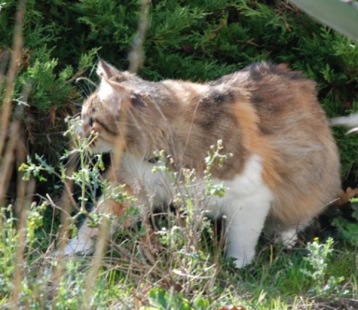 Picture of a cat / kitten / feline