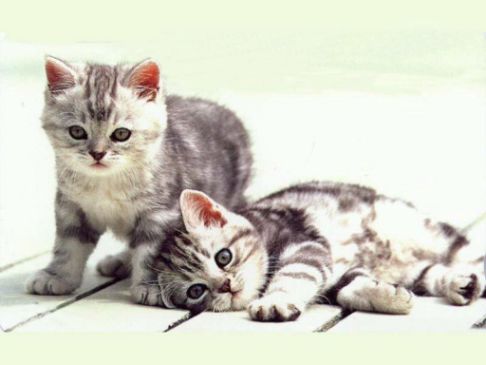 Picture of a cat / kitten / feline