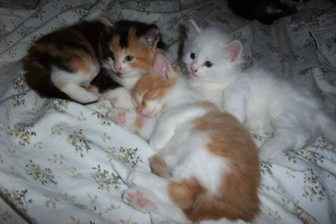 Picture of a cat / kitten / feline