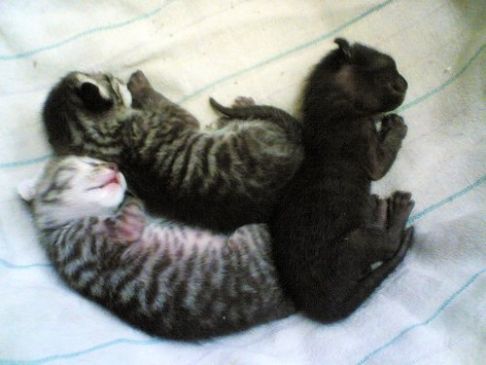 Picture of a cat / kitten / feline