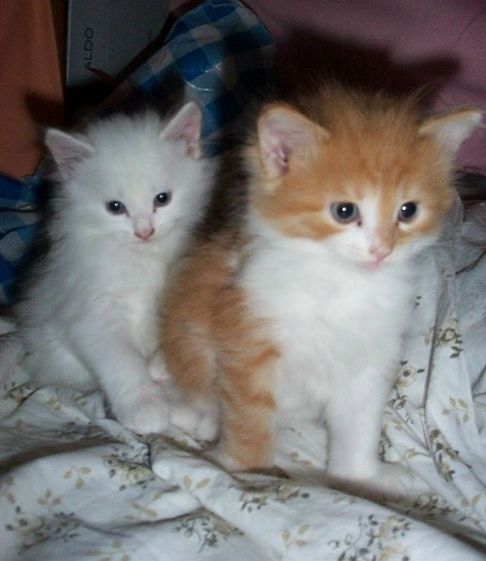 Picture of a cat / kitten / feline