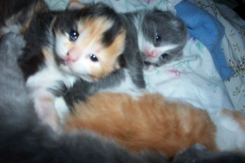 Picture of a cat / kitten / feline