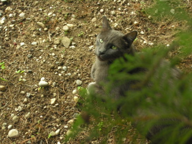 Picture of a cat / kitten / feline