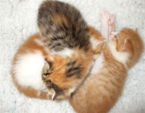 Picture of a cat / kitten / feline