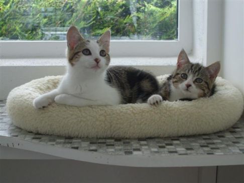 Picture of a cat / kitten / feline