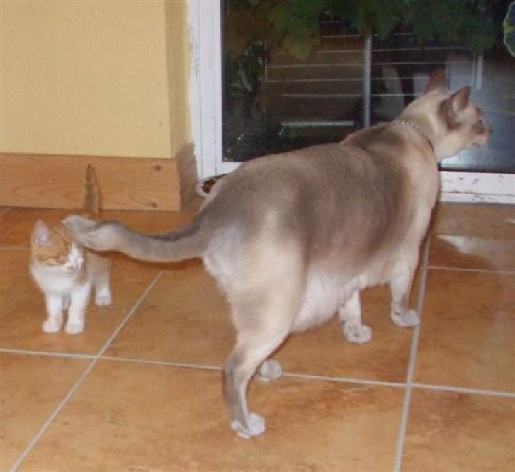 Picture of a cat / kitten / feline