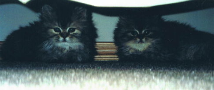 Picture of a cat / kitten / feline