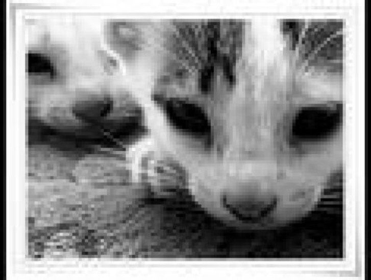 Picture of a cat / kitten / feline