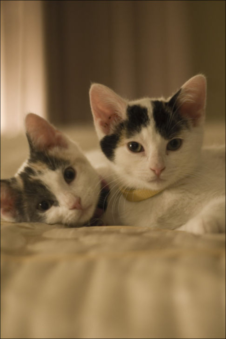 Picture of a cat / kitten / feline