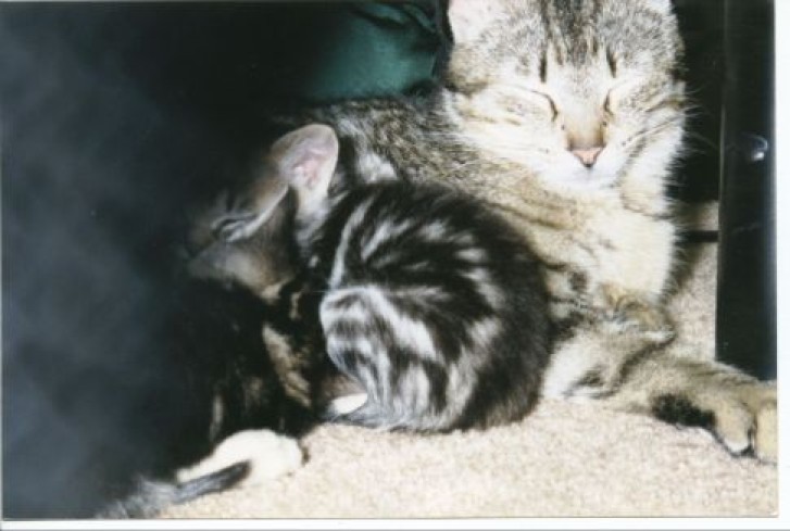 Picture of a cat / kitten / feline