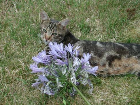 Picture of a cat / kitten / feline