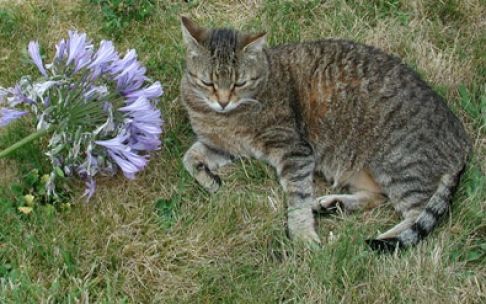 Picture of a cat / kitten / feline