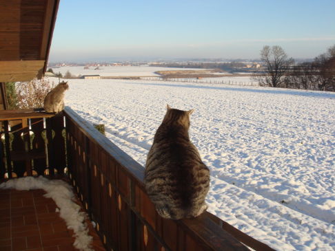 Picture of a cat / kitten / feline