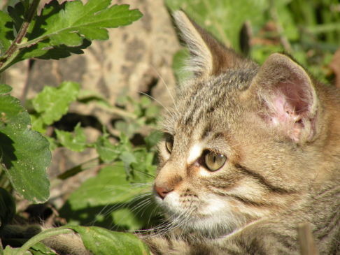 Picture of a cat / kitten / feline