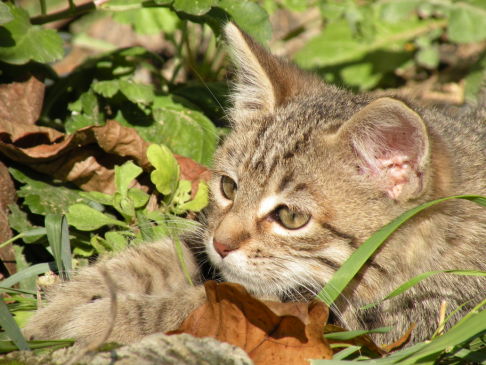 Picture of a cat / kitten / feline