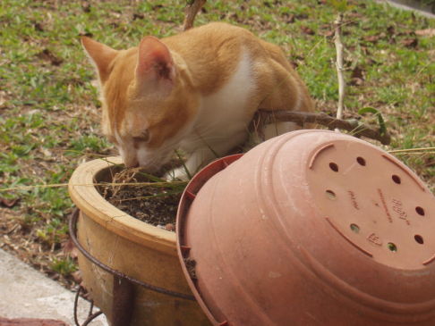 Picture of a cat / kitten / feline