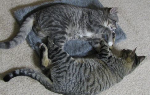 Picture of a cat / kitten / feline