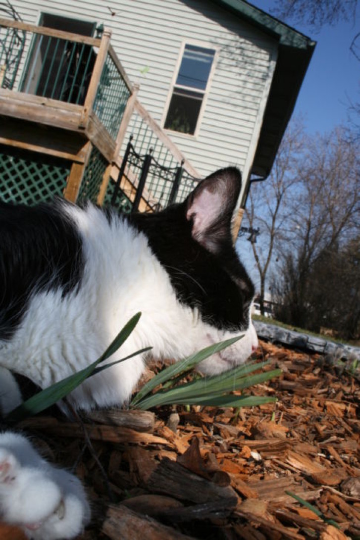 Picture of a cat / kitten / feline