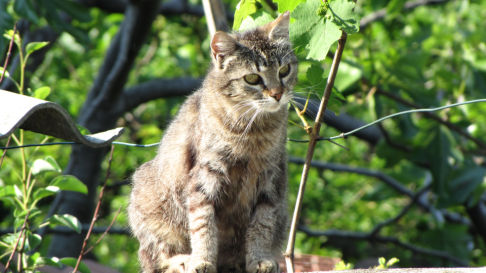 Picture of a cat / kitten / feline