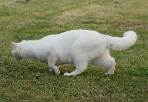 Picture of a cat / kitten / feline