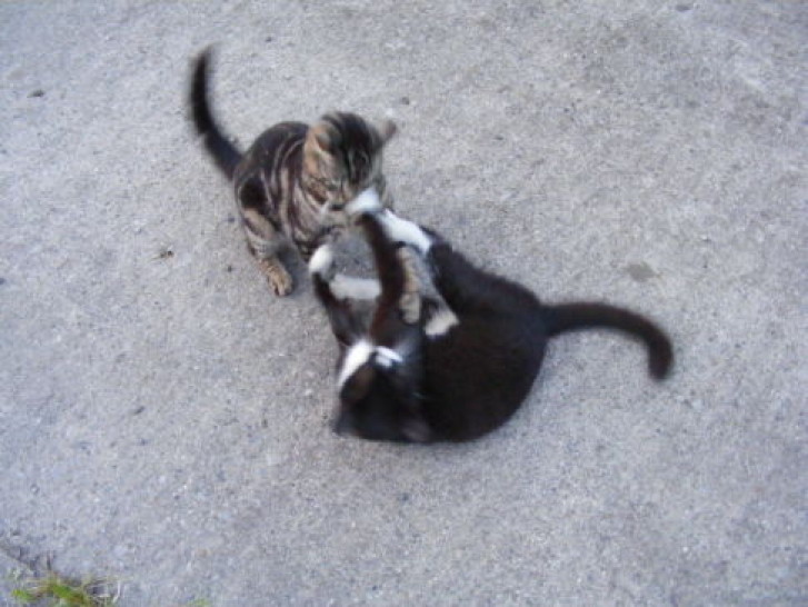 Picture of a cat / kitten / feline