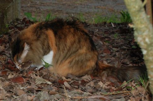 Picture of a cat / kitten / feline